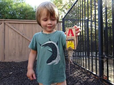 Colorado Springs rodent trapping